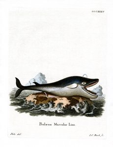 Baleine bleue - German School