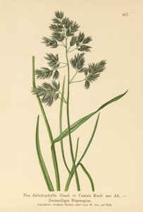 Pâturin