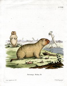 Marmotte de Bobac - German School