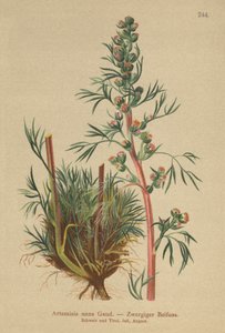 Armoise boréale (Artemisia nana, Artemisia borealis) - German School