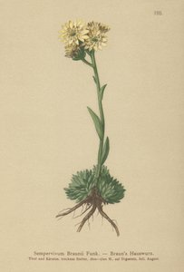 Joubarbe de Braun (Sempervivum Braunii) - German School