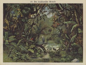 Forêt tropicale brésilienne