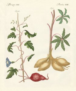 Plantes à pain