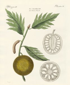 Arbre à pain - German School