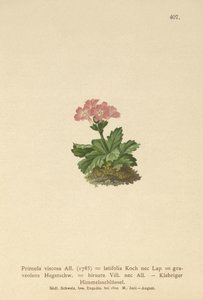 Primevère à larges feuilles