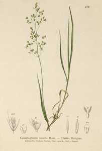 Agrostide brune