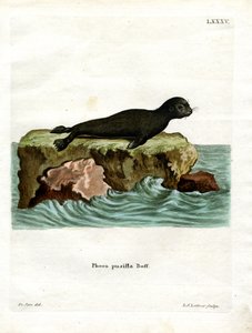 Otarie à fourrure brune