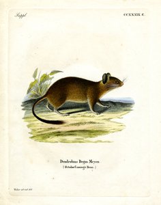 Rat à queue en brosse - German School