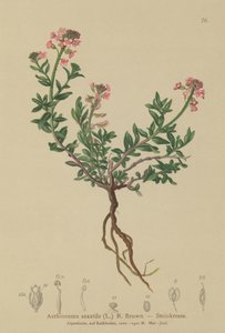 Aéthionème des rochers (Aethionema saxatile, Thlaspi saxatile)
