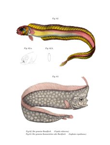 Poisson-bande rouge fouisseur