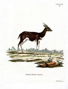 Tragelaphus scriptus