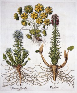 Butterburs et Winter Aconite, de Hortus Eystettensis, par Basil Besler, pub. 1613
