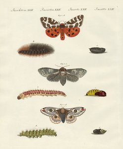 Papillons de nuit