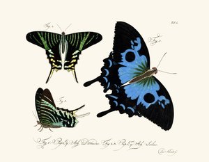 Papillons