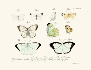 Papillons - German School