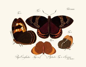 Papillons