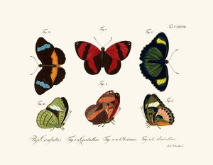 Papillons