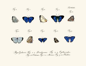 Papillons - German School