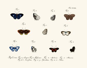 Papillons