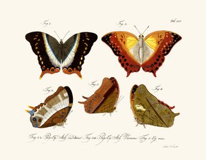 Papillons