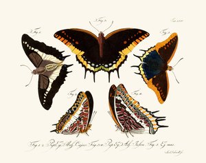 Papillons