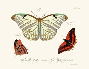 Papillons