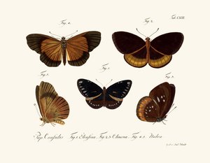 Papillons