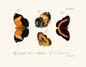 Papillons