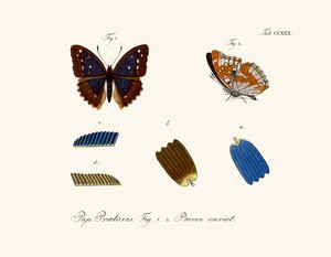 Papillons - German School