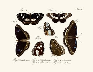 Papillons