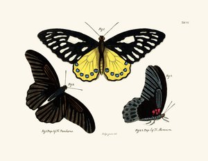 Papillons