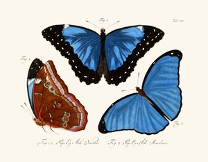 Papillons