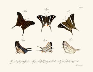 Papillons