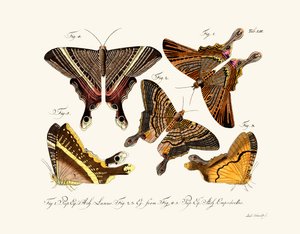 Papillons