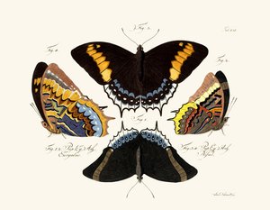 Papillons
