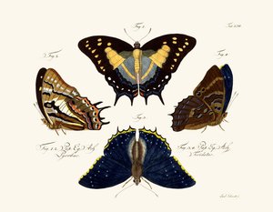 Papillons