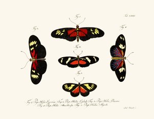 Papillons