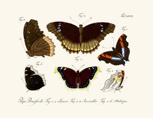 Papillons