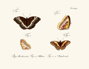 Papillons - German School