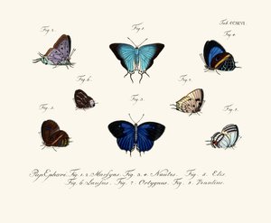 Papillons