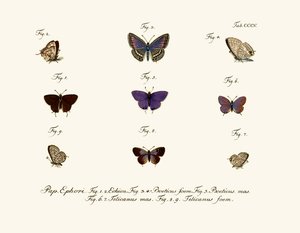 Papillons - German School