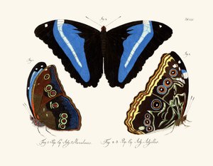 Papillons