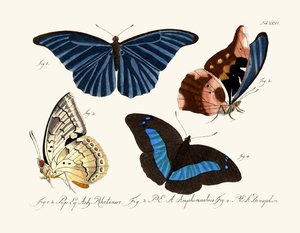 Papillons