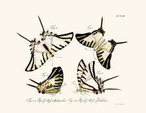 Papillons - German School
