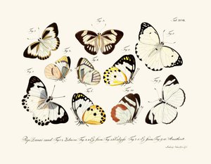 Papillons