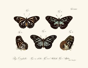 Papillons - German School