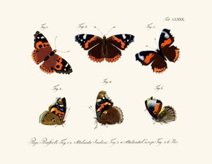 Papillons
