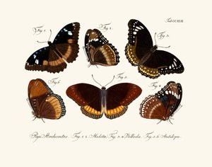 Papillons