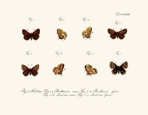 Papillons