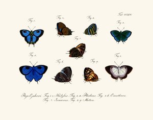 Papillons - German School